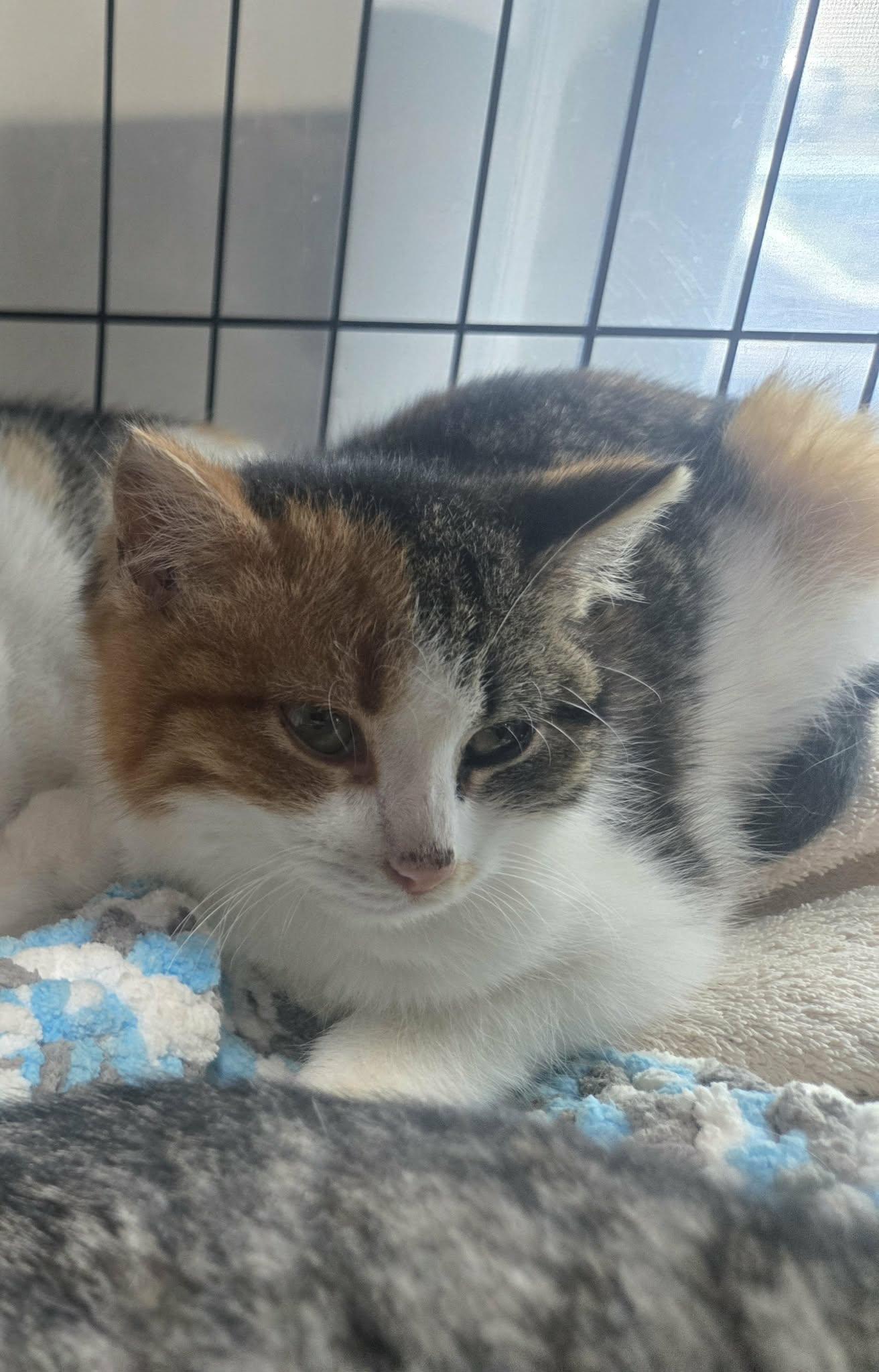 Enlarge Bean, a ADOPTABLE Domestic Short Hair in oxford, PA image 1/2