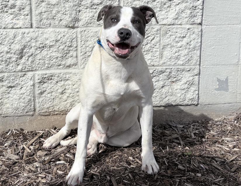 Inchworm, a ADOPTABLE Pit Bull Terrier in Columbus, IN image 2/3