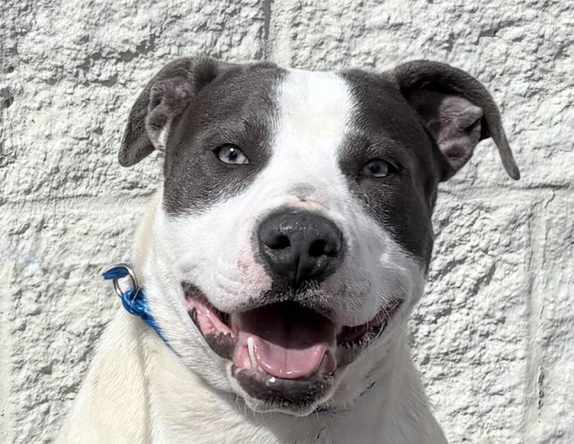 Inchworm, a ADOPTABLE Pit Bull Terrier in Columbus, IN image 1/3