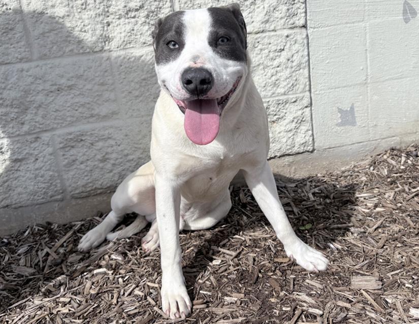 Inchworm, a ADOPTABLE Pit Bull Terrier in Columbus, IN image 3/3