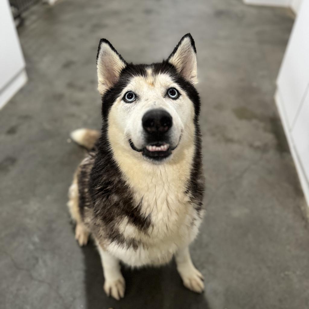 Aspen, Adoptable, Adult Male Husky.