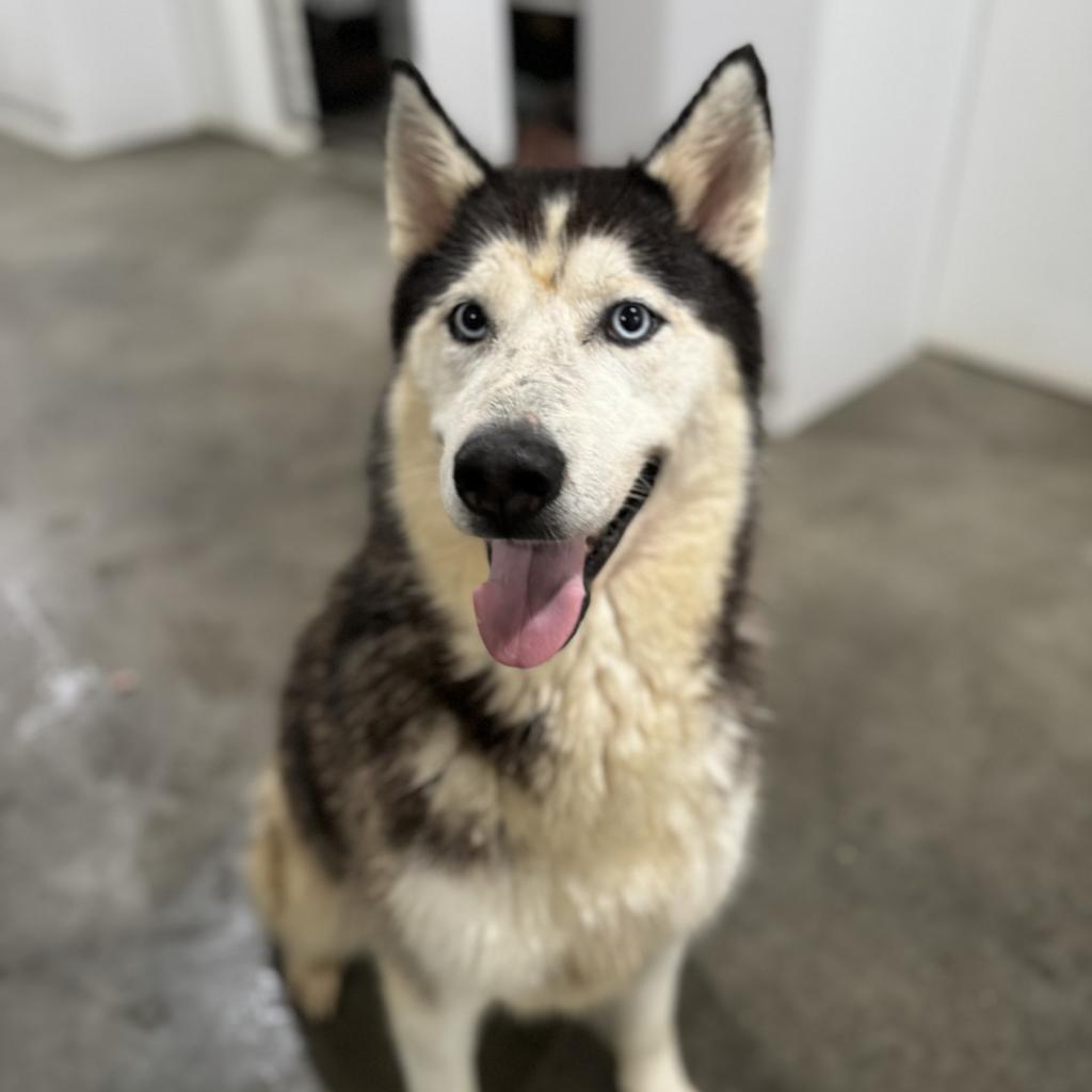 Enlarge Aspen, a Adoptable Husky in Eufaula, OK image 3/6