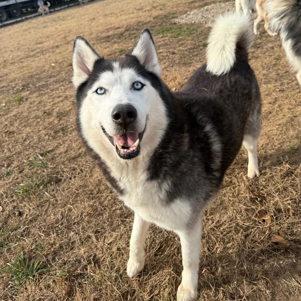 Enlarge Aspen, a Adoptable Husky in Eufaula, OK image 4/6