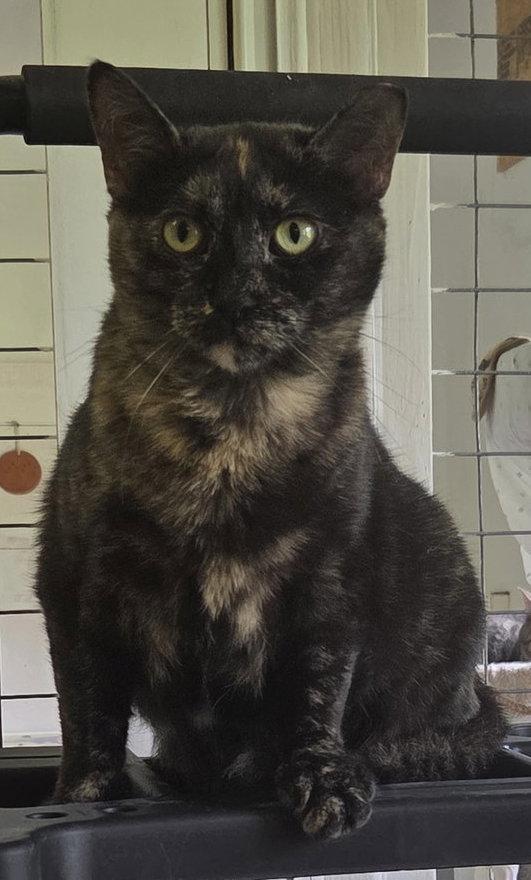 Phoebe, Adoptable, Adult Female Tortoiseshell.
