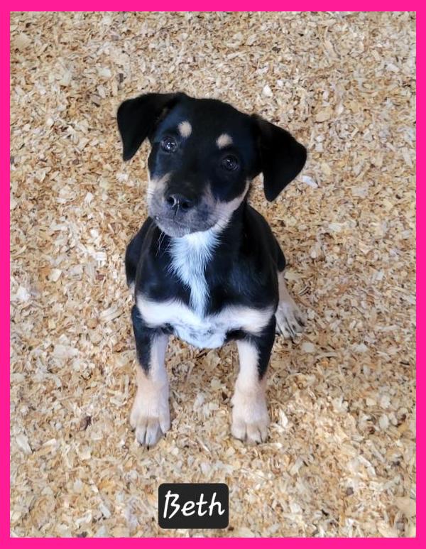 Beth, Adoptable, Puppy Female Australian Kelpie.