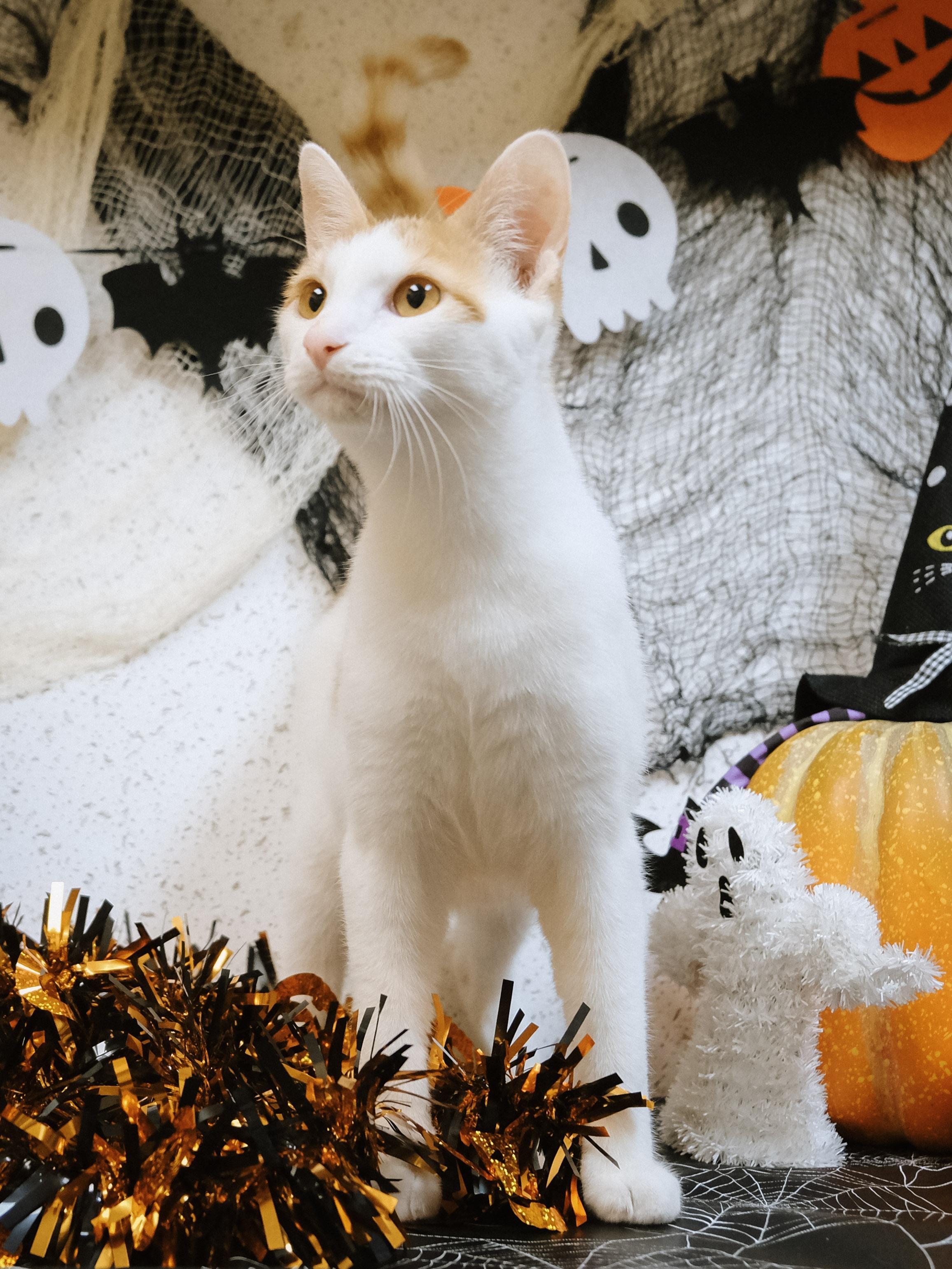 Fin (BONDED with Avery), a Adoptable Turkish Van in Houston, TX image 2/6