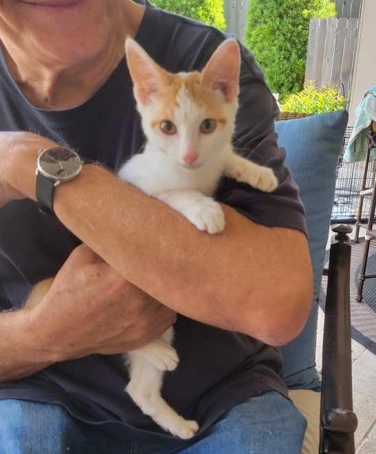 Fin (BONDED with Avery), a Adoptable Turkish Van in Houston, TX image 6/6