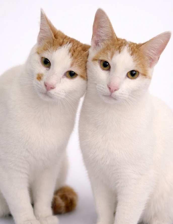 Enlarge Fin (BONDED with Avery), a Adoptable Turkish Van in Houston, TX image 2/4