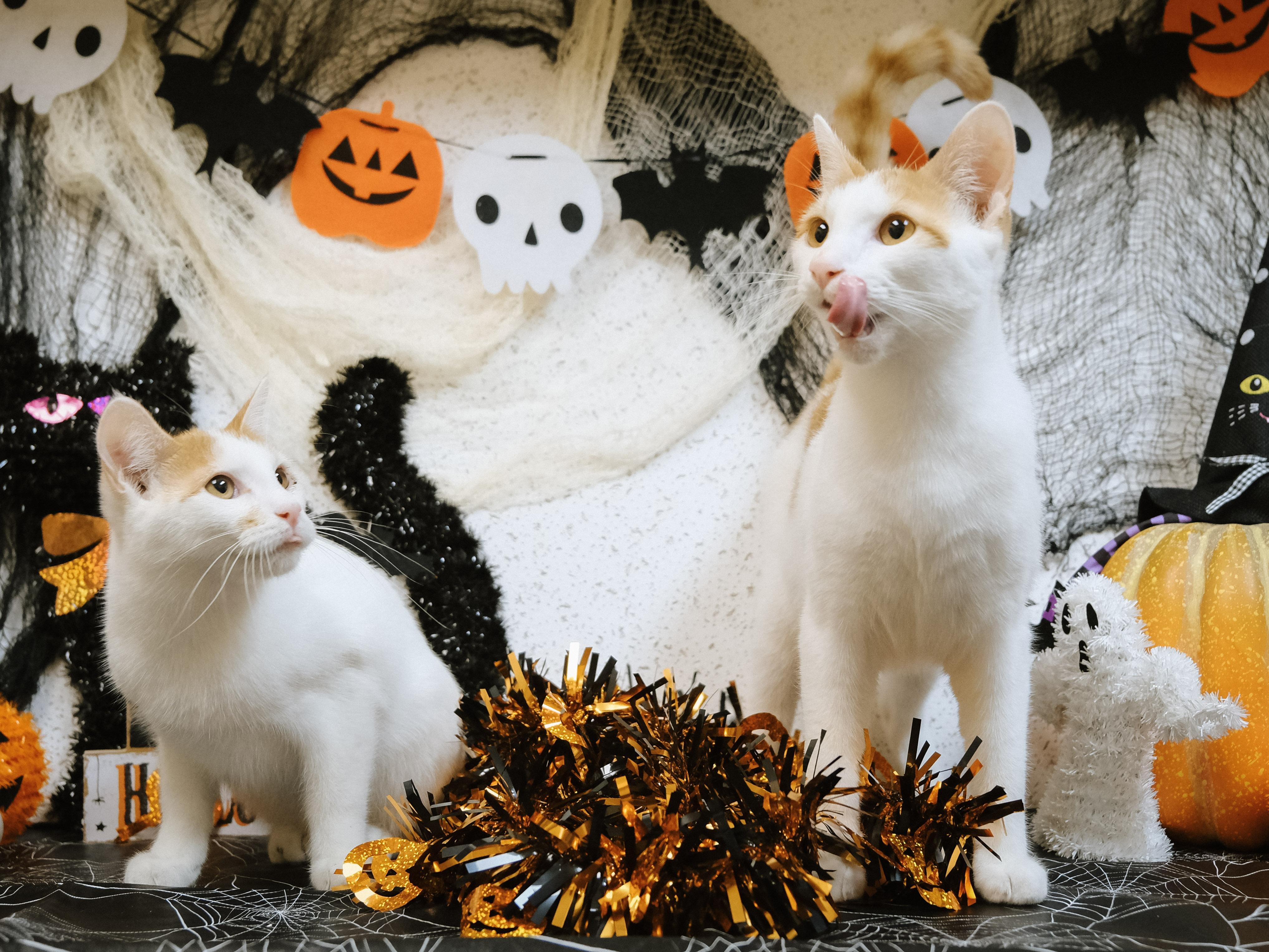 Fin (BONDED with Avery), a Adoptable Turkish Van in Houston, TX image 3/6