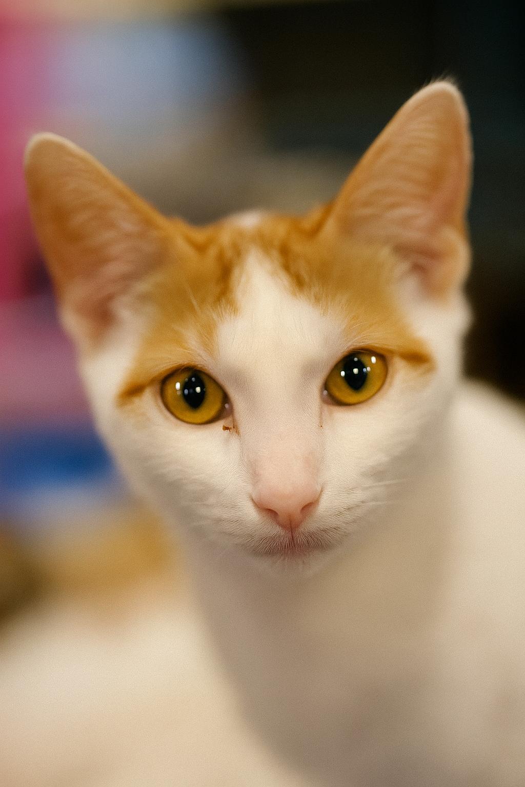 Fin (BONDED with Avery), a Adoptable Turkish Van in Houston, TX image 4/6
