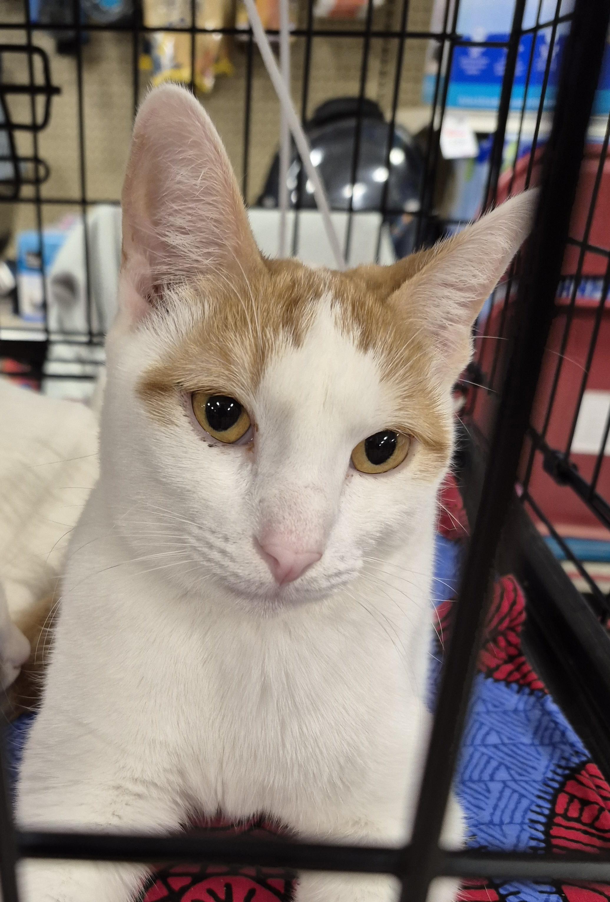 Enlarge Fin (BONDED with Avery), a Adoptable Turkish Van in Houston, TX image 4/4