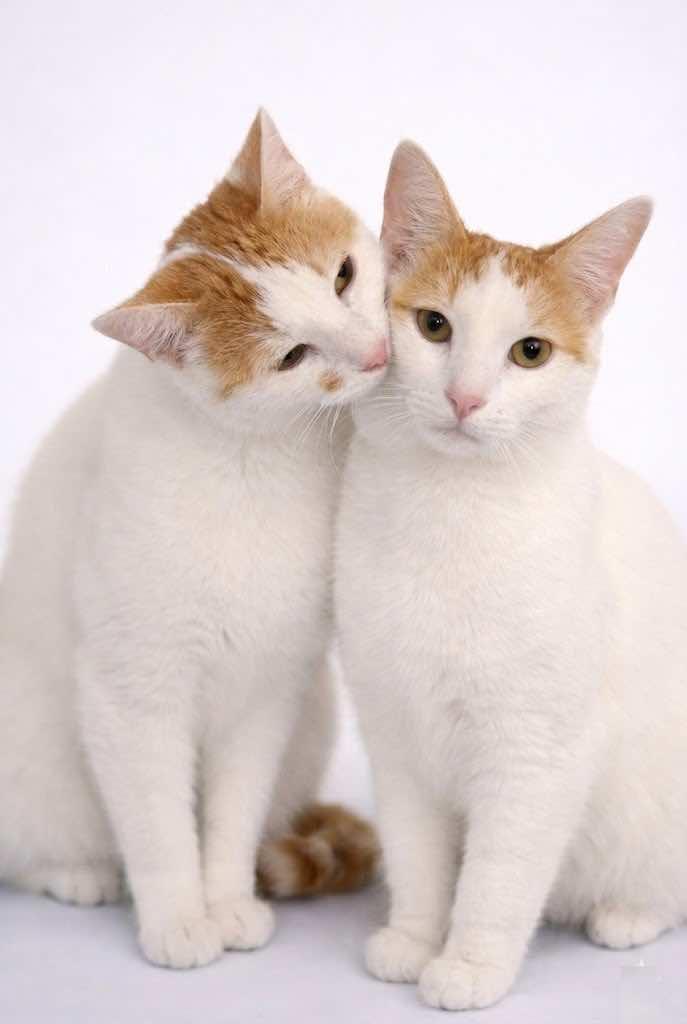 Enlarge Fin (BONDED with Avery), a Adoptable Turkish Van in Houston, TX image 3/4