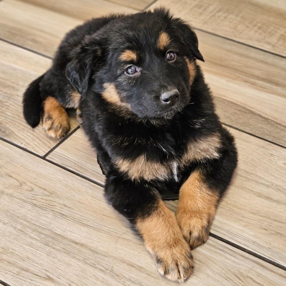 Bramble , a Adoptable mixed breed in Chicago, IL image 3/5