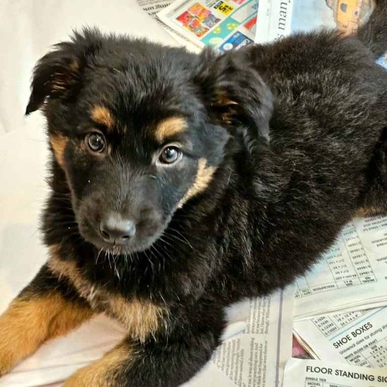 Bramble , a Adoptable mixed breed in Chicago, IL image 2/5
