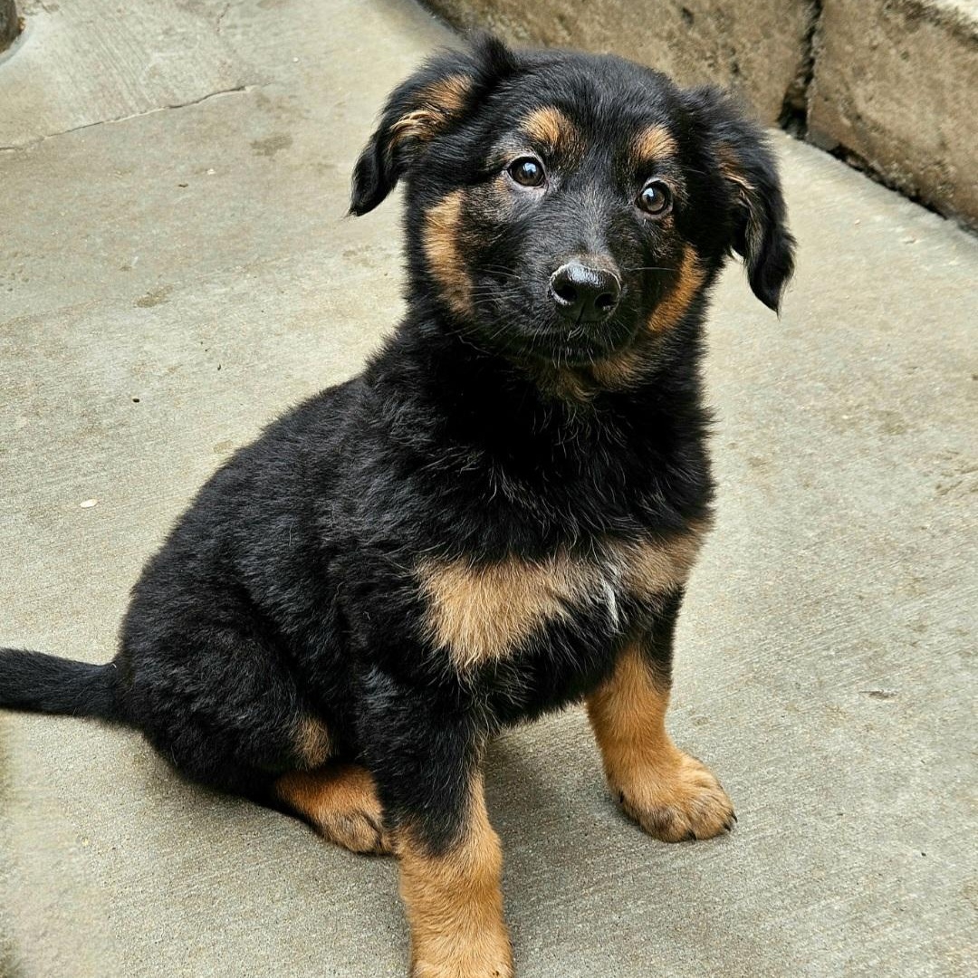 Bramble , a Adoptable mixed breed in Chicago, IL image 5/5
