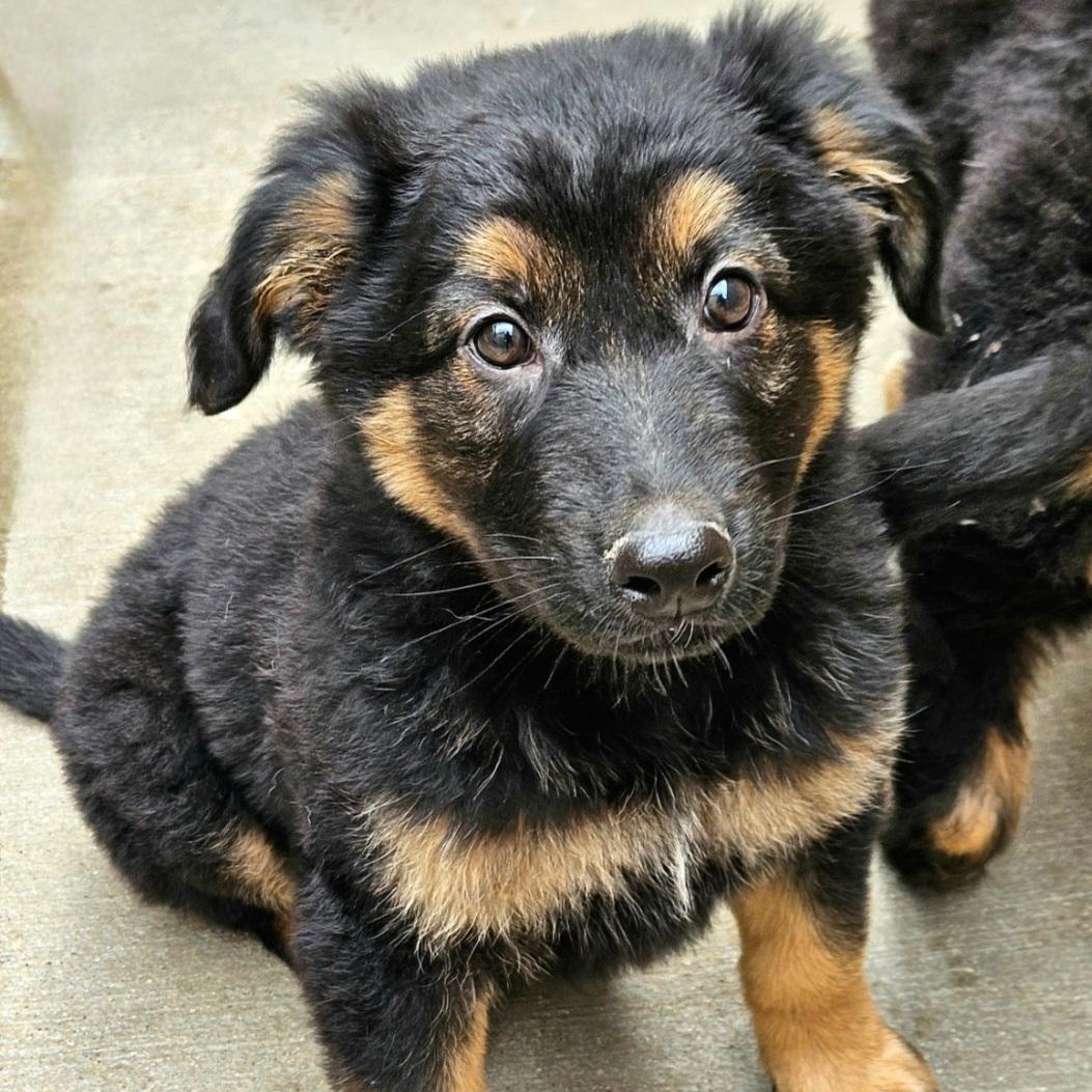 Bramble , a Adoptable mixed breed in Chicago, IL image 1/5