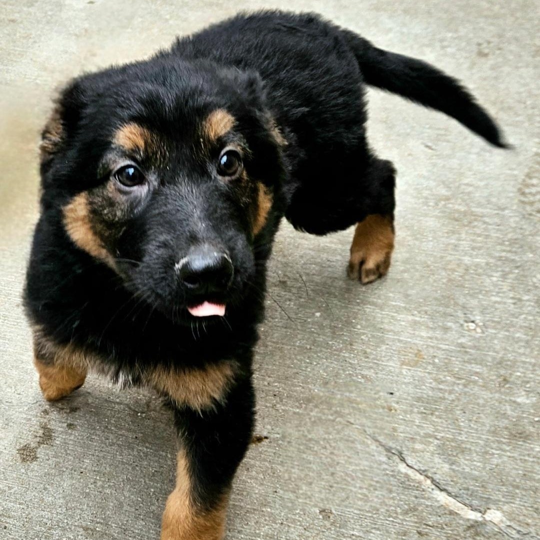 Bramble , a Adoptable mixed breed in Chicago, IL image 4/5