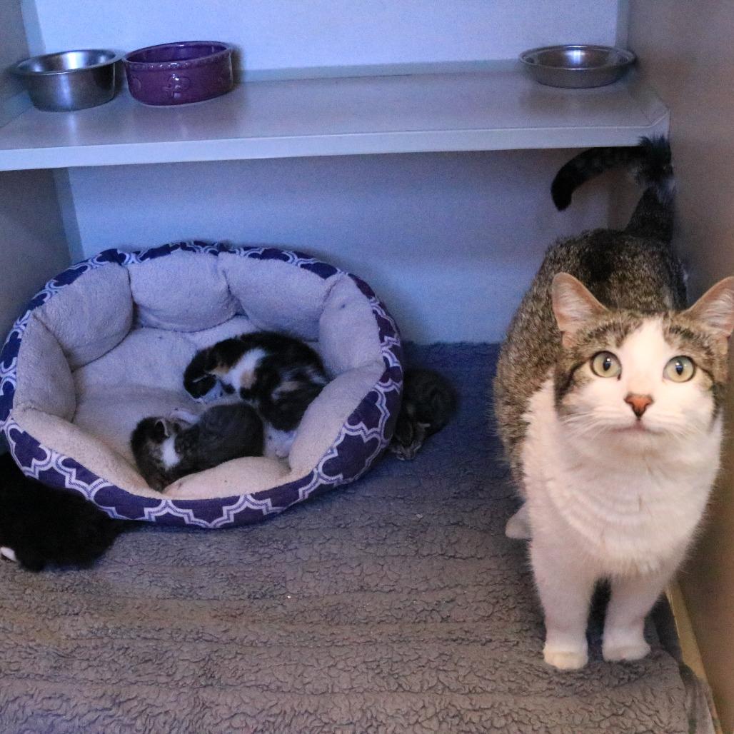 Paisley (26-1G-MOM), Adoptable, Adult Female Domestic Short Hair.