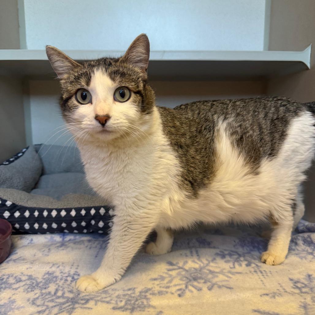 Enlarge Paisley (26-1G-MOM), a Adoptable Domestic Short Hair in Rifle, CO image 2/3