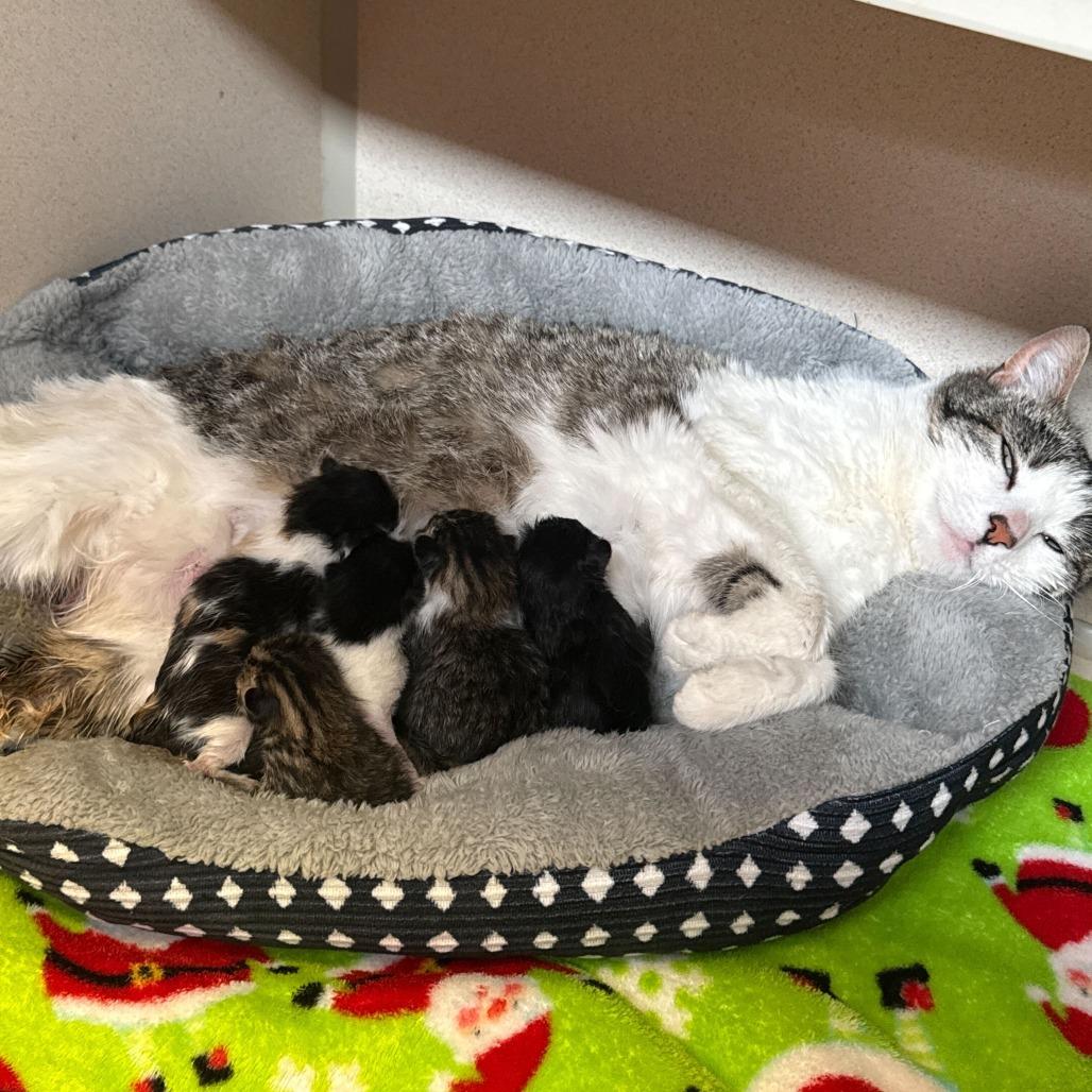 Enlarge Paisley (26-1G-MOM), a Adoptable Domestic Short Hair in Rifle, CO image 3/3