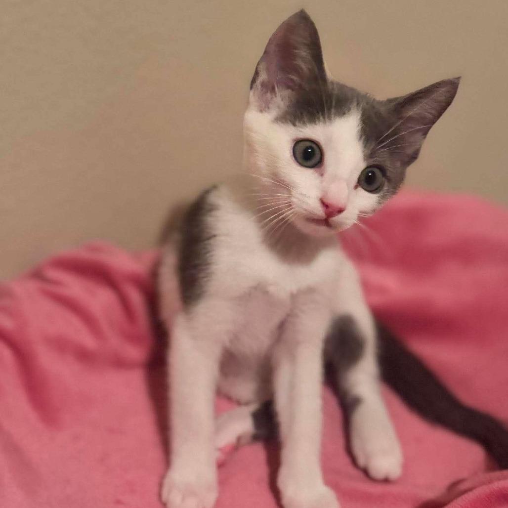 Maya, a Adoptable Domestic Short Hair in Redmond, WA image 1/2