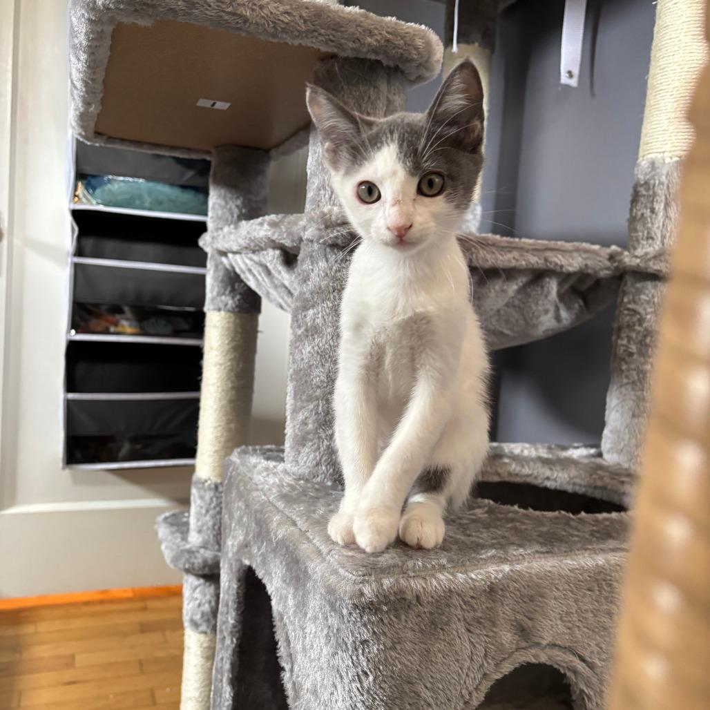Maya, a Adoptable Domestic Short Hair in Redmond, WA image 2/2
