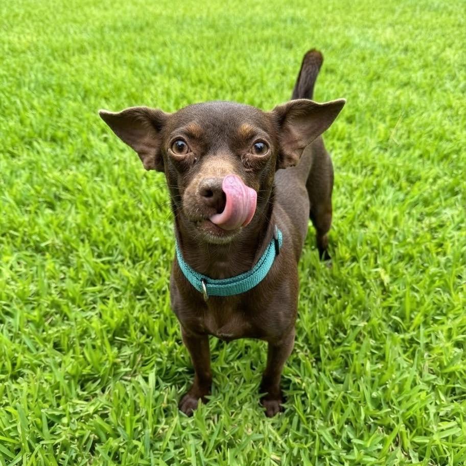 Enlarge Cocoa, a Adoptable mixed breed in Las Vegas, NV image 1/3