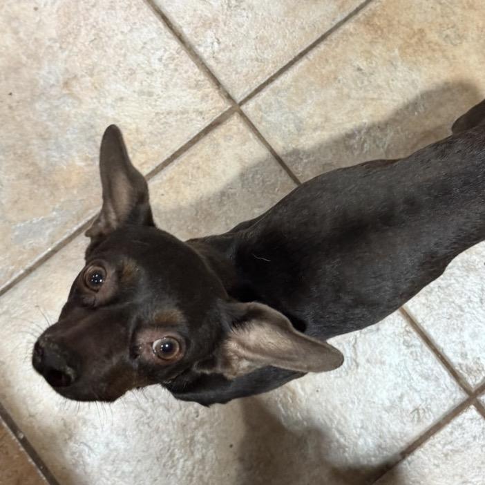 Enlarge Cocoa, a Adoptable mixed breed in Las Vegas, NV image 2/3