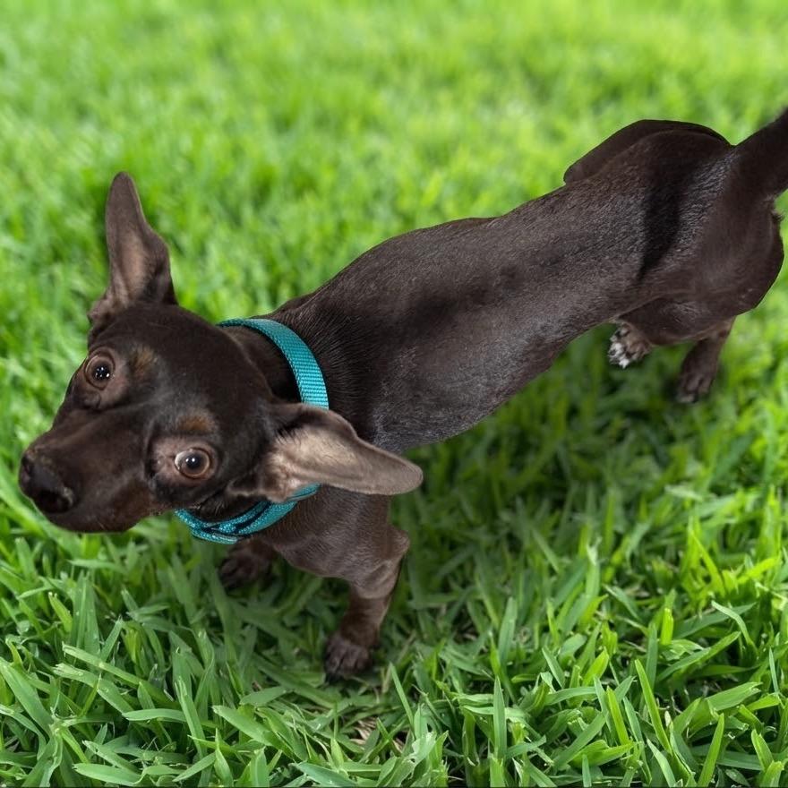 Enlarge Cocoa, a Adoptable mixed breed in Las Vegas, NV image 3/3