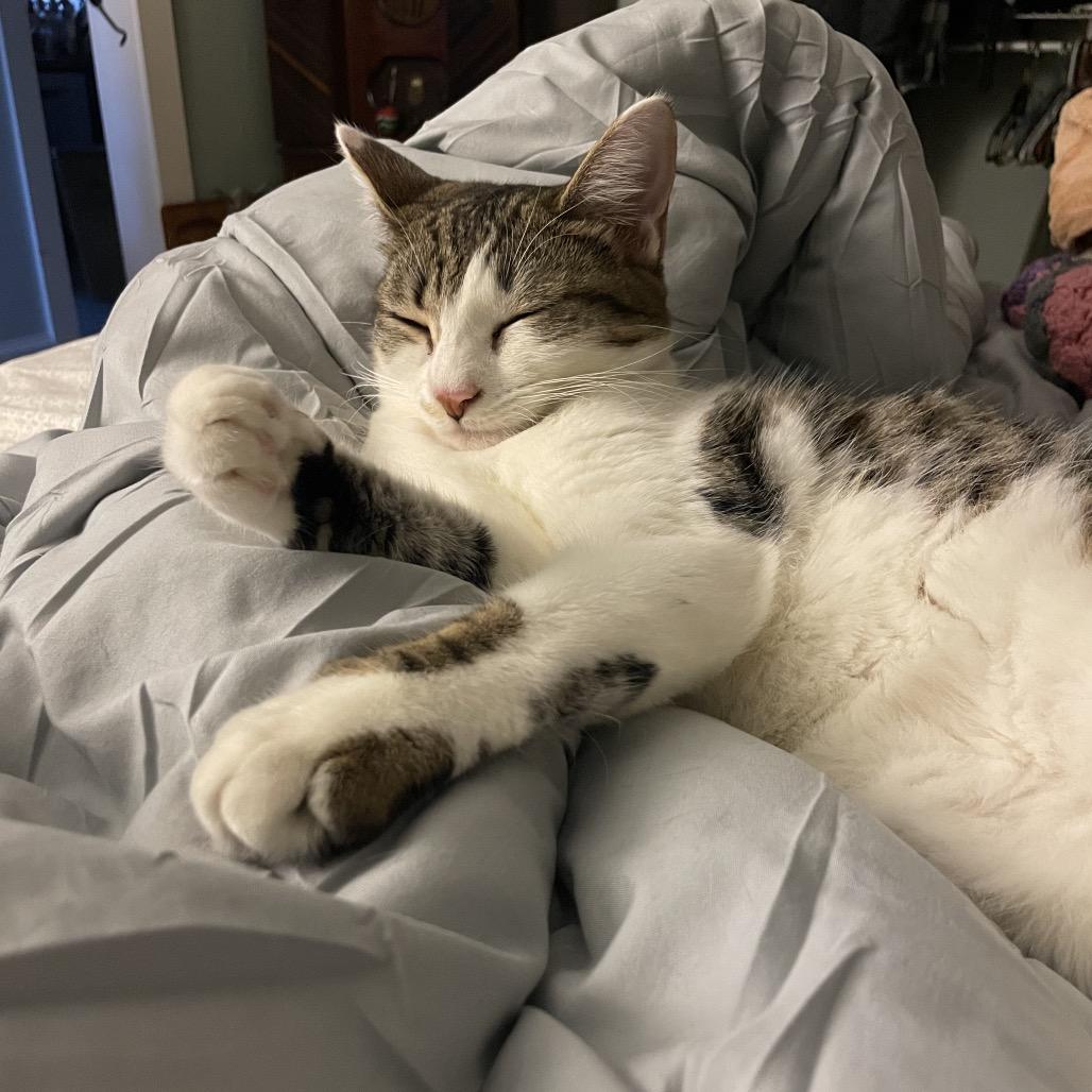 Enlarge Ivy Spring-TL, a Adoptable Domestic Short Hair in Tallahassee, FL image 1/6