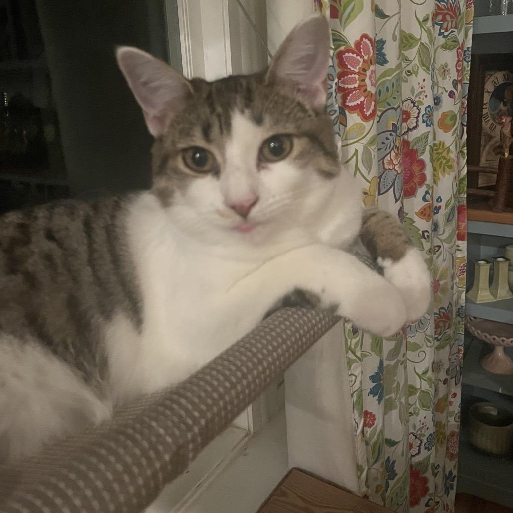 Enlarge Ivy Spring-TL, a Adoptable Domestic Short Hair in Tallahassee, FL image 1/6