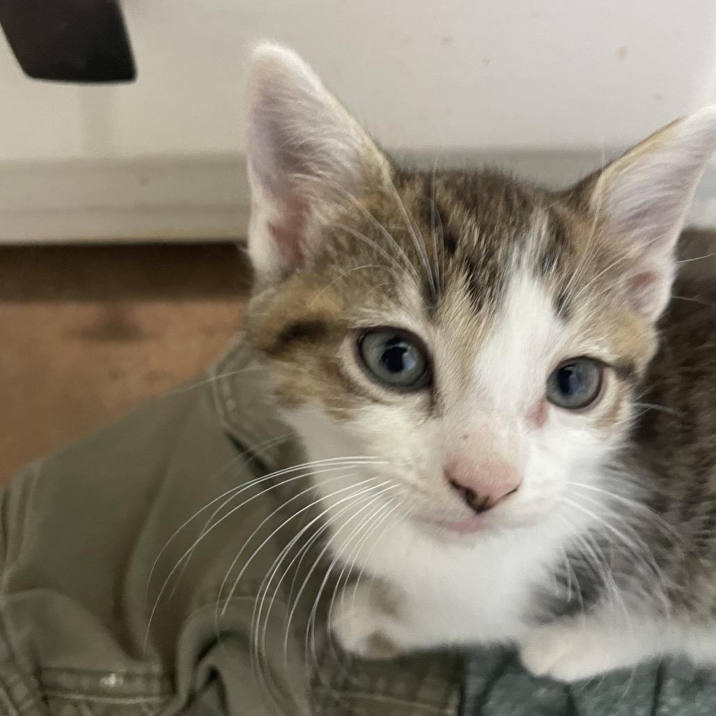 Ivy Spring-TL, Adoptable, Young Female Domestic Short Hair.