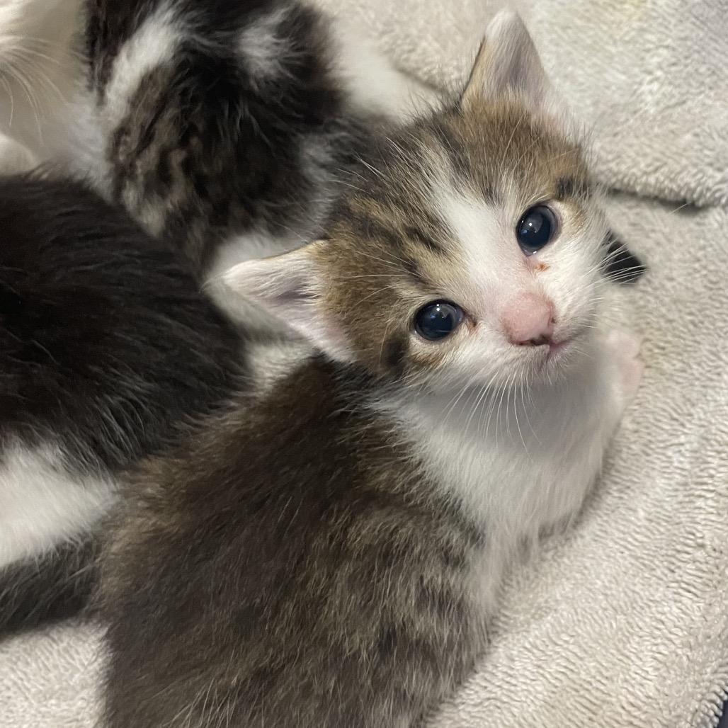 Ivy Spring-TL, a Adoptable Domestic Short Hair in Tallahassee, FL image 3/6