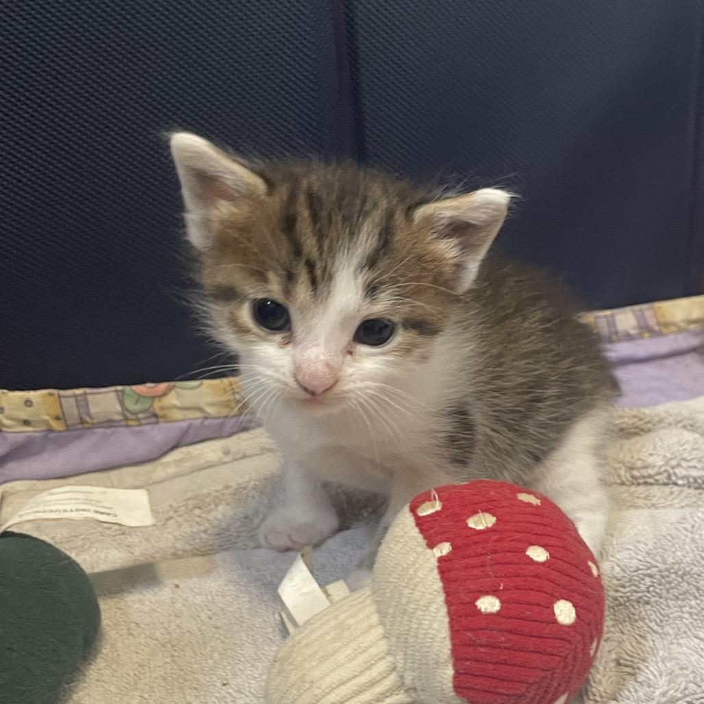 Ivy Spring-TL, a Adoptable Domestic Short Hair in Tallahassee, FL image 4/6