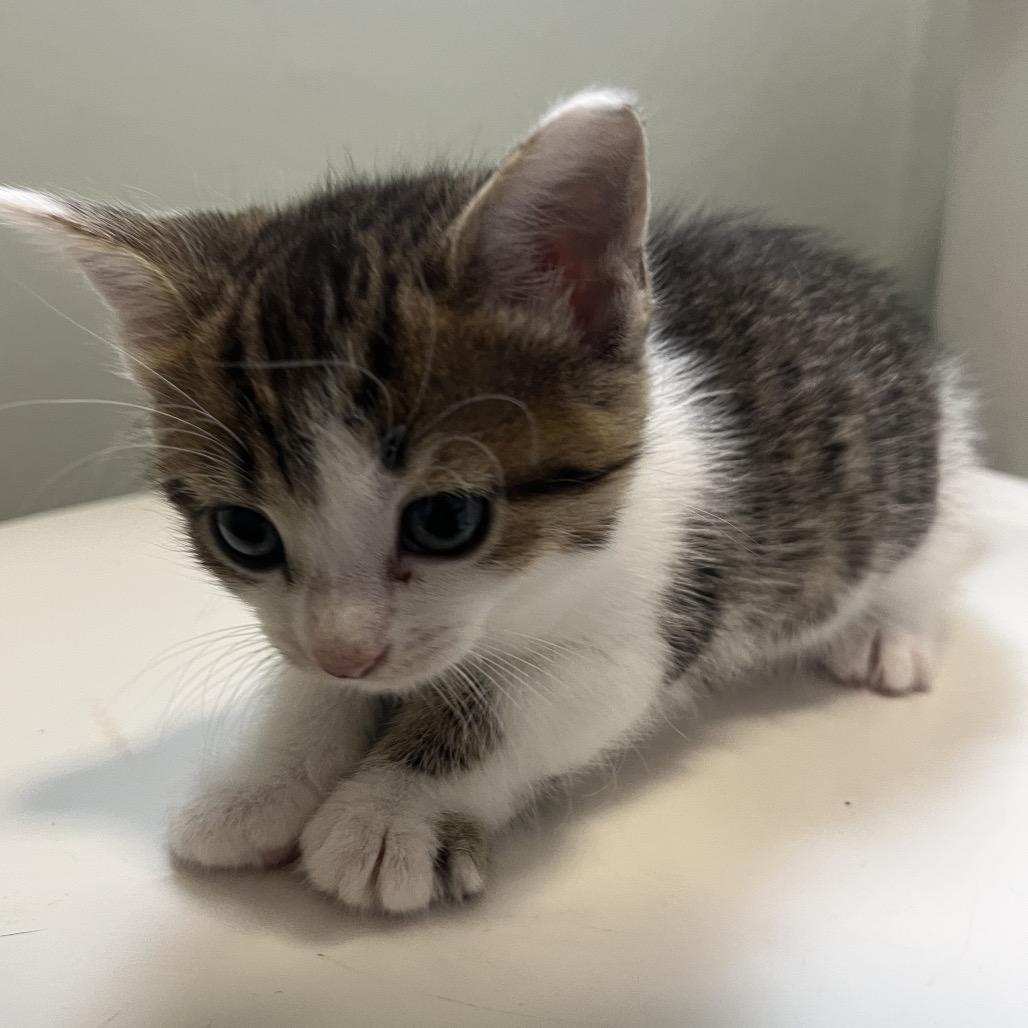 Ivy Spring-TL, a Adoptable Domestic Short Hair in Tallahassee, FL image 5/6