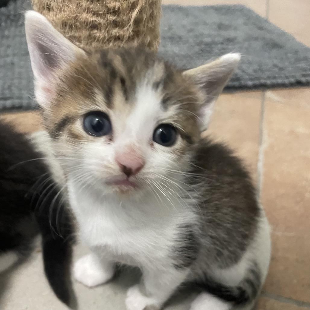 Ivy Spring-TL, a Adoptable Domestic Short Hair in Tallahassee, FL image 6/6