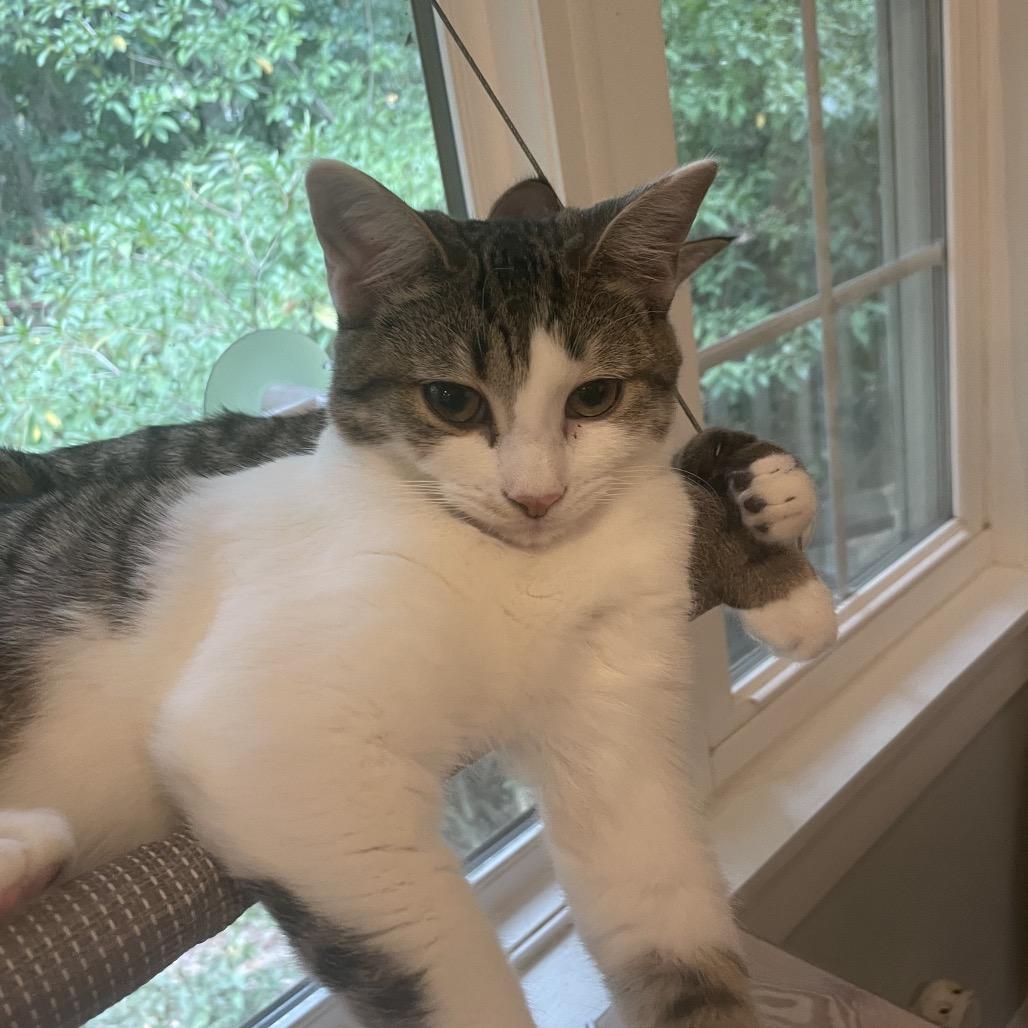 Enlarge Ivy Spring-TL, a Adoptable Domestic Short Hair in Tallahassee, FL image 1/6