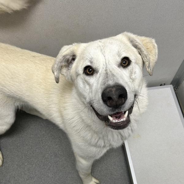 Bruce, Adoptable, Young Male Great Pyrenees.