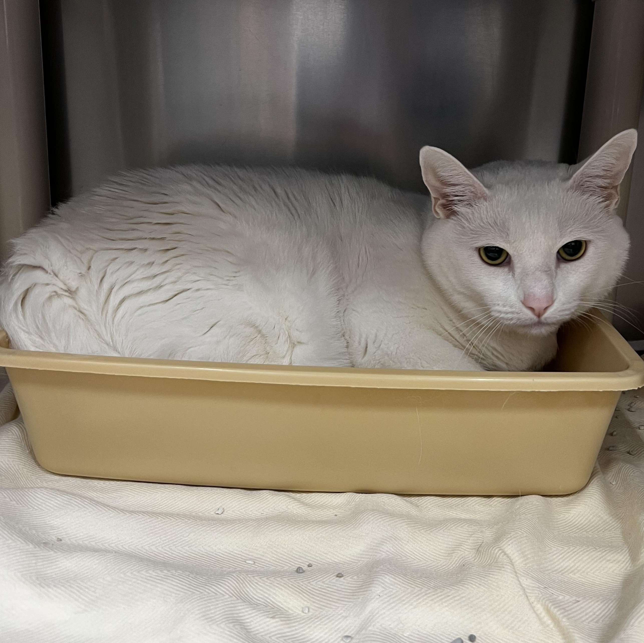 Enlarge Cottonball, an adopted Domestic Short Hair in Culpeper, VA image 2/2