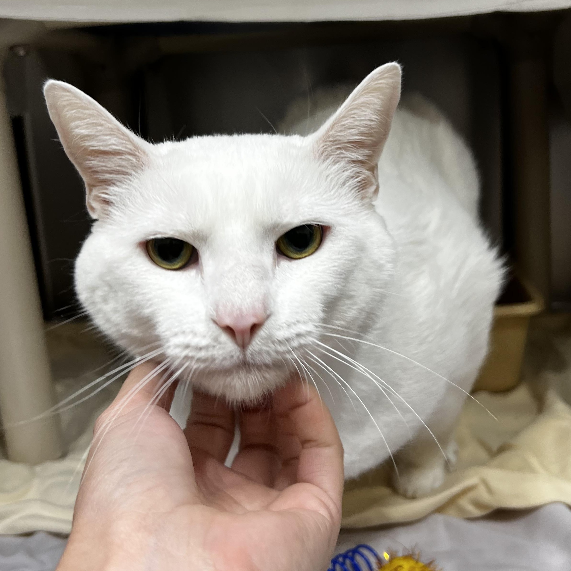 Cottonball, adopted, Adult Male Domestic Short Hair.