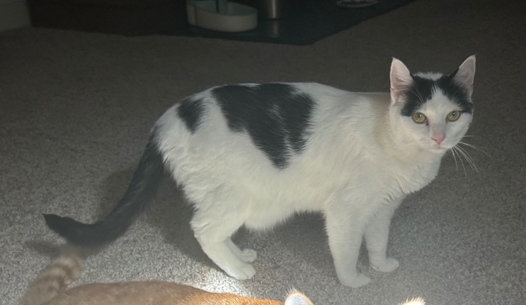 Duey and Roxy, a Adoptable Domestic Short Hair in CANONSBURG, PA image 3/6