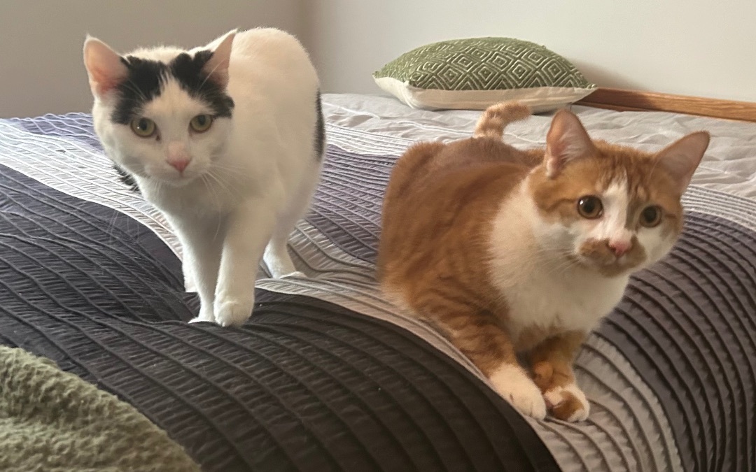 Duey and Roxy, a Adoptable Domestic Short Hair in CANONSBURG, PA image 4/6