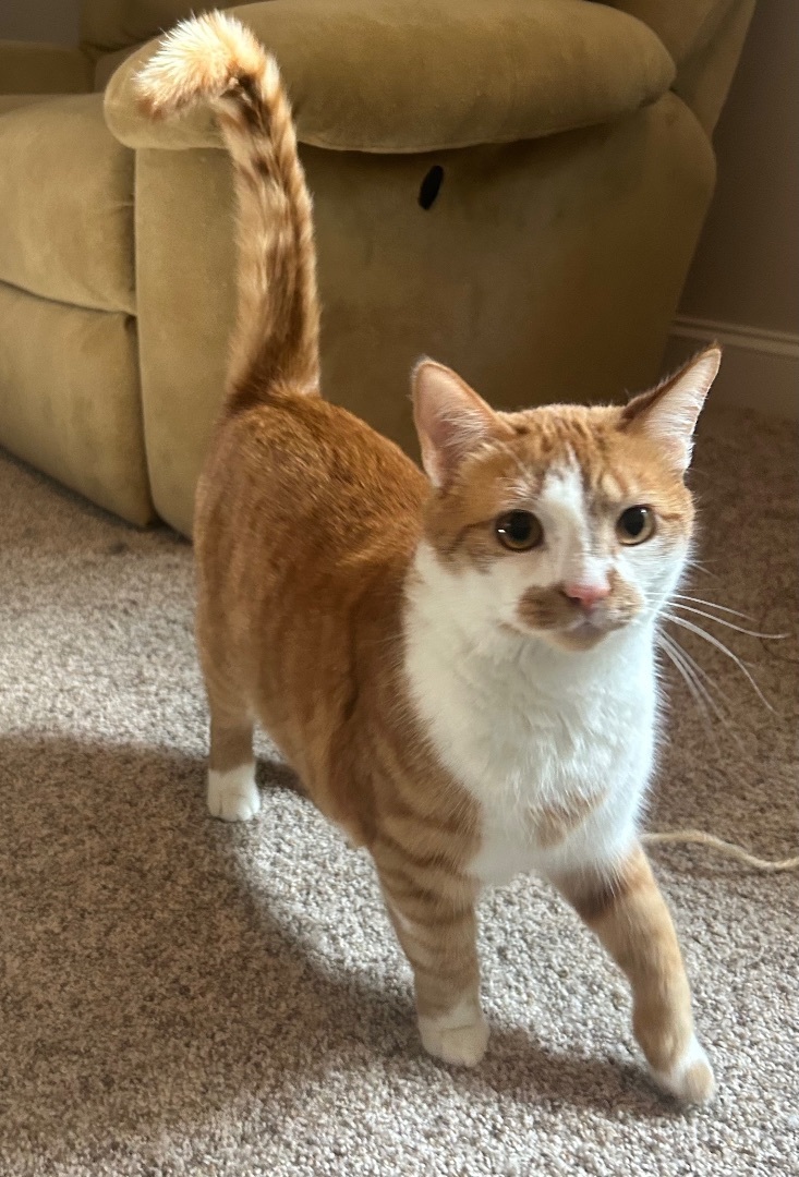 Duey and Roxy, a Adoptable Domestic Short Hair in CANONSBURG, PA image 5/6