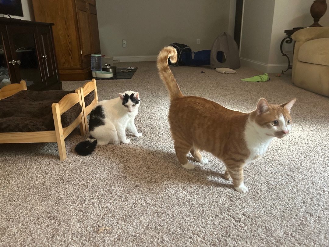 Duey and Roxy, a Adoptable Domestic Short Hair in CANONSBURG, PA image 6/6