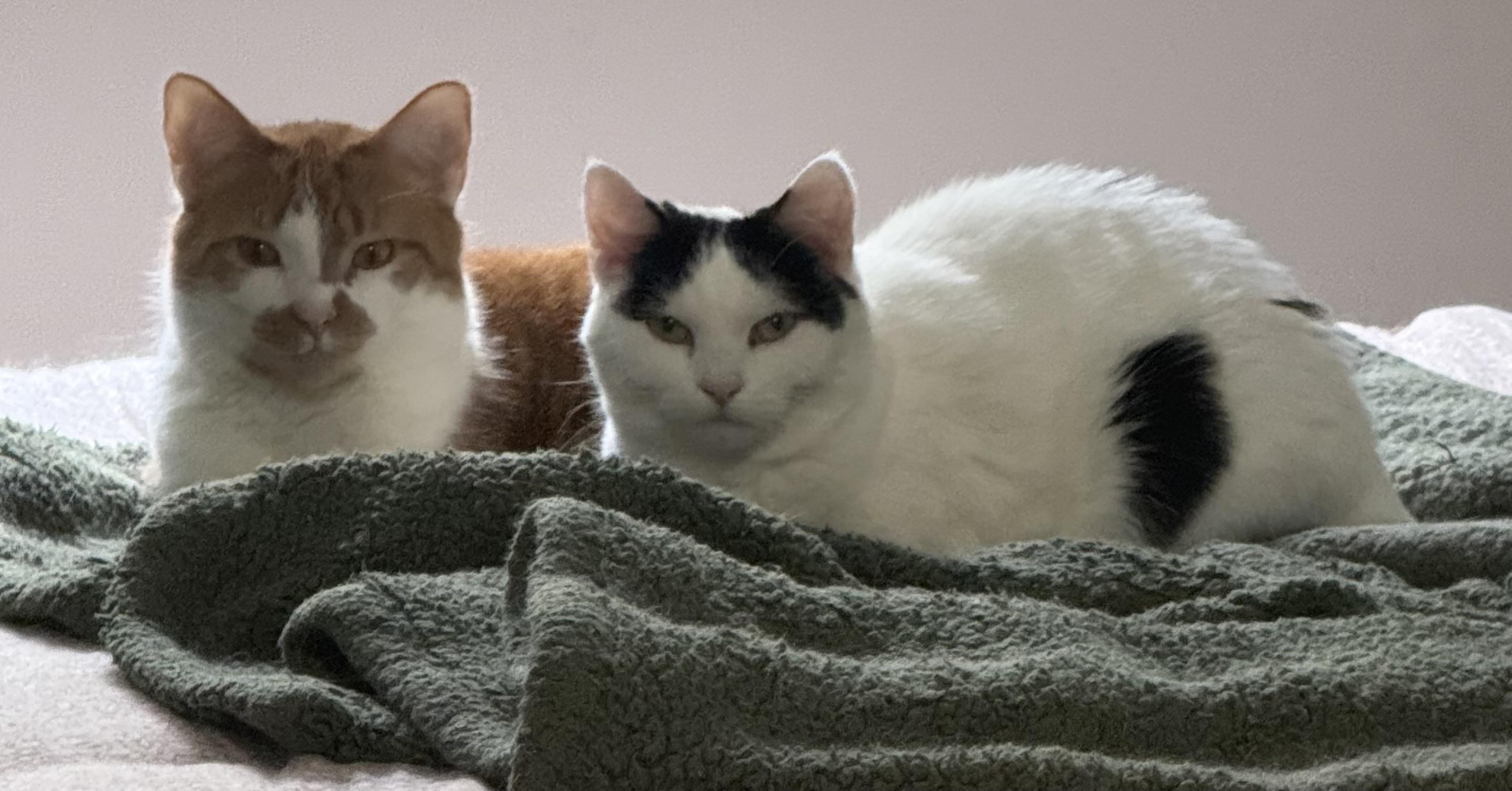Duey and Roxy, a Adoptable Domestic Short Hair in CANONSBURG, PA image 1/6