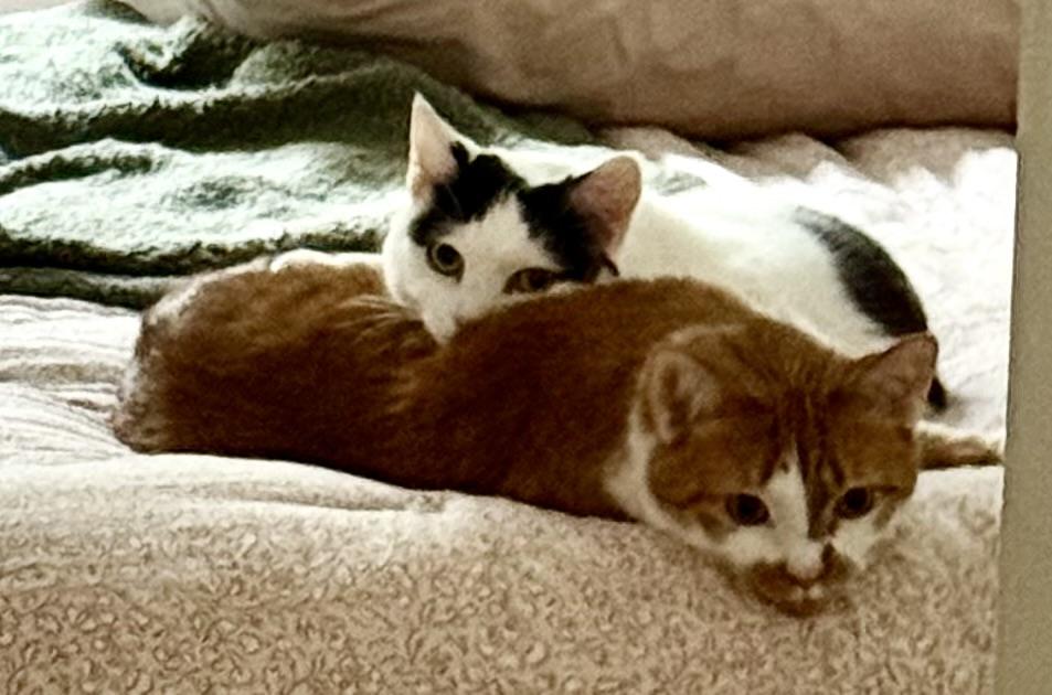 Duey and Roxy, a Adoptable Domestic Short Hair in CANONSBURG, PA image 2/6