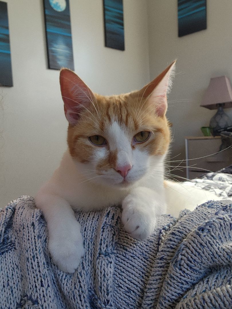 Rylin [Sponsored], Adopted, Young Male Domestic Short Hair.