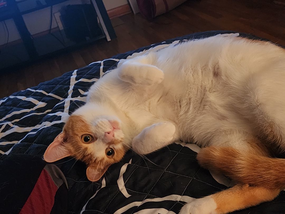 Enlarge Rylin [Sponsored], a Adopted Domestic Short Hair in Willoughby, OH image 2/4