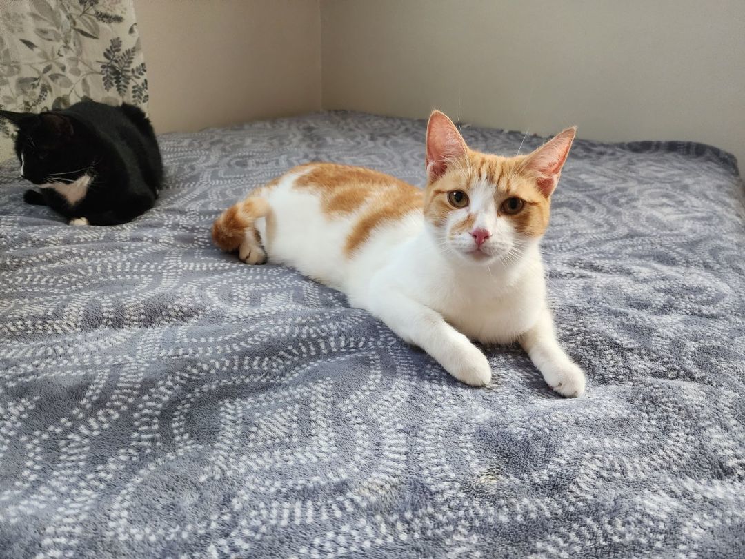 Rylin [Sponsored], Adopted, Young Male Domestic Short Hair.