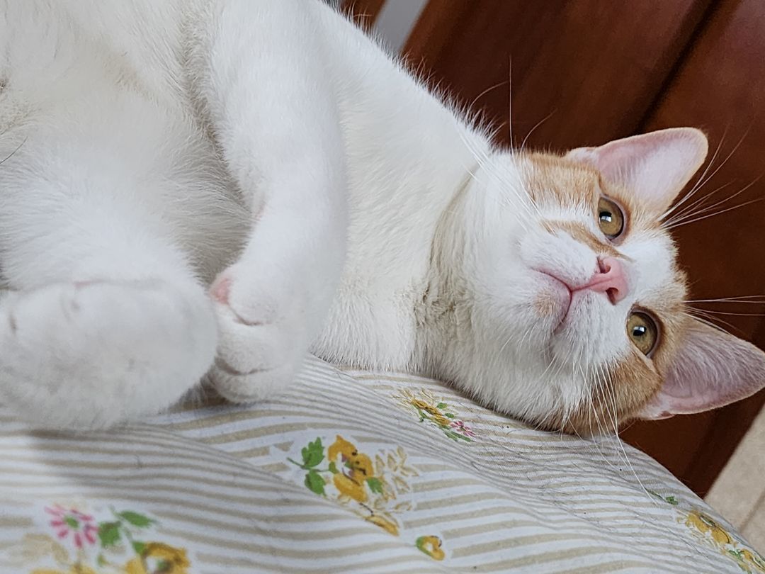 Enlarge Rylin [Sponsored], a Adopted Domestic Short Hair in Willoughby, OH image 4/4